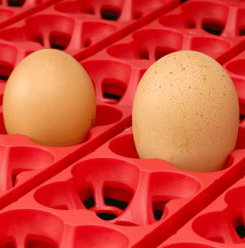 Digital incubator ET Super 24 with OVOMATIC egg turning unit