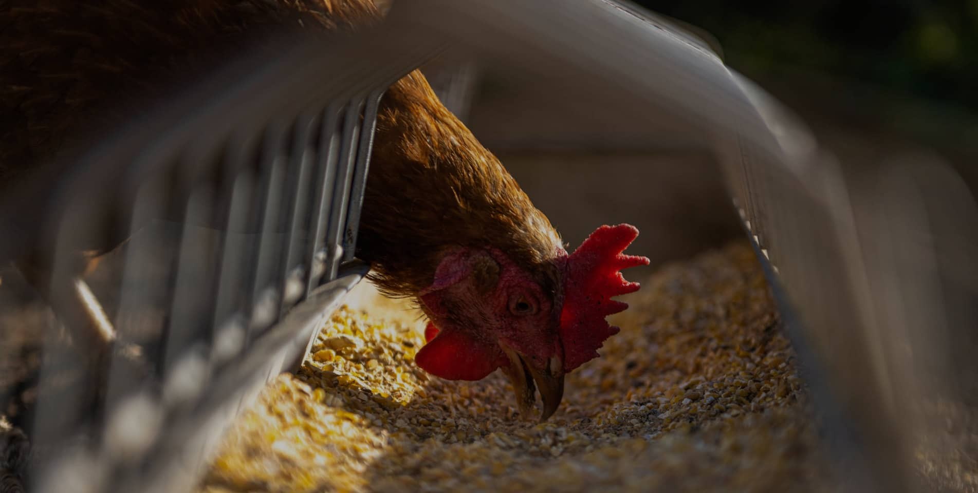 Poultry Plus Εξοπλισμοί πτηνοτροφίας